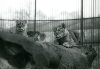 Zwei Löwenjunge, die in der Menagerie geboren wurden, in ihrem Gehege im Londoner Zoo, April 1924 von Frederick William Bond