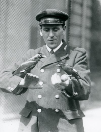 Zwei Mynavögel auf den Händen von Thomas Raggett, Londoner Zoo, Juni 1924 von Frederick William Bond