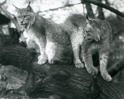 Zwei Nordluchse, einer sitzt und einer steht auf einem Ast, Londoner Zoo, Oktober 1925 von Frederick William Bond