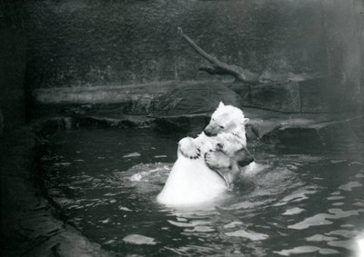 Zwei Eisbären, darunter ein Jungtier, umarmen und spielen in einem Pool im Londoner Zoo, Juni 1922 von Frederick William Bond