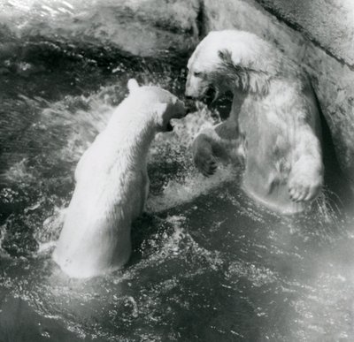 Zwei Eisbären tollen in ihrem Pool. Londoner Zoo im Jahr 1926 von Frederick William Bond