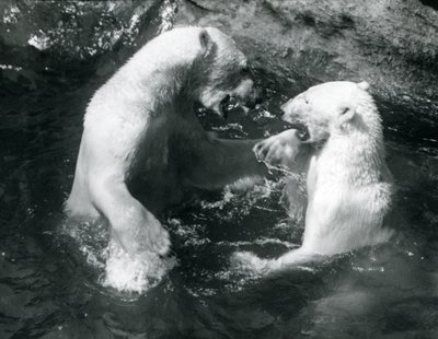 Zwei Eisbären, spielend in ihrem Pool im Londoner Zoo im Jahr 1926 von Frederick William Bond