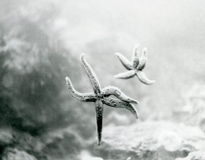 Zwei Seesterne an der Aquariumscheibe, die ihre Unterseiten zeigen, Londoner Zoo, März 1925 von Frederick William Bond