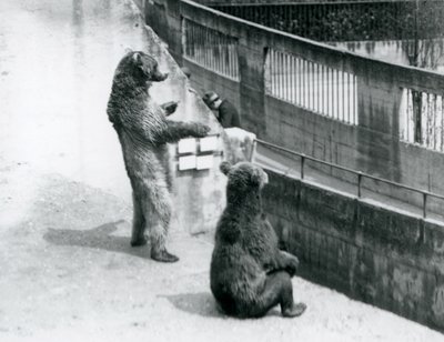 Zwei Braunbären, einer steht auf den Hinterbeinen und einer sitzt, schauen von den Mappin Terrassen hinunter, Londoner Zoo, Juli 1925 von Frederick William Bond