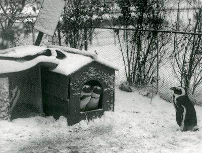 Zwei gefährdete Schwarzfußpinguine schauen aus ihrem Nistkasten im Schnee, während ein anderer zusieht, London Zoo, 1924 von Frederick William Bond