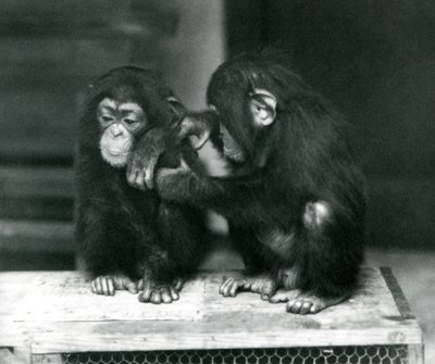 Zwei junge Schimpansen sitzen auf einer Holzkiste, Londoner Zoo, 1924 von Frederick William Bond