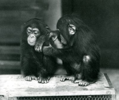 Zwei junge Schimpansen sitzen auf einer Holzkiste. Einer sitzt still, während der andere sein Fell pflegt, Londoner Zoo von Frederick William Bond