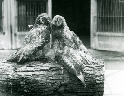 Zwei junge Bartkäuze, auch bekannt als Lappland- oder Lappenkauz, die sich auf einem Baumstamm gegenüberstehen, Londoner Zoo, August 1926 von Frederick William Bond
