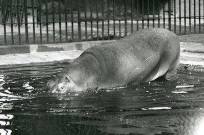 Junger Flusspferd Bobbie betritt sein Becken im Londoner Zoo im August 1927 von Frederick William Bond