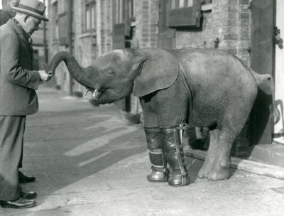 Junger Zwergafrikanischer Elefant Oojah mit Schienen, als Teil ihrer Behandlung gegen Rachitis, London Zoo, 1926 von Frederick William Bond