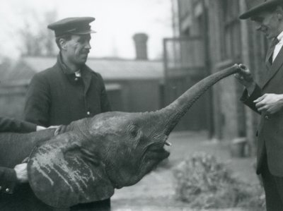 Junge weibliche afrikanische Zwerg-Elefantin Oojah hebt ihren Rüssel für eine Belohnung im Londoner Zoo, Juni 1925 von Frederick William Bond