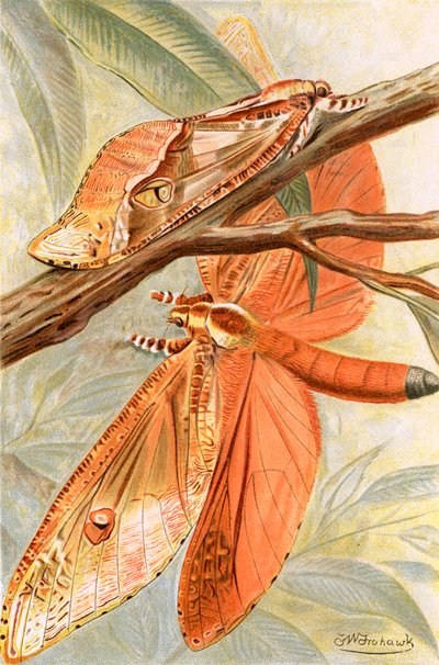 Riesenschwärmer von Frederick William Frohawk
