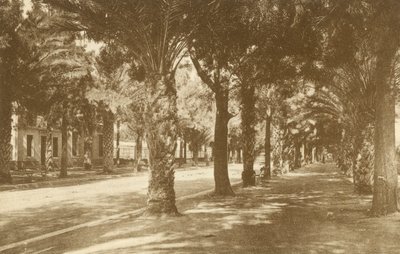 Hyeres, Avenue de la Gare, Allee der Palmen von French Photographer