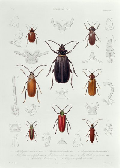 Eine Sammlung von Käfern aus Chile, Illustration aus 