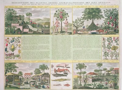 Beschreibung von Pflanzen, Bäumen, Tieren und Fischen in den Antillen, Illustration aus Histoire Generale des Antilles Habitees par les Francois Bd. 2 von Jean Baptiste Du Tertre (1610-1687) von French School