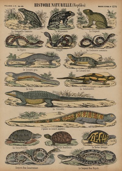 Amphibien und Reptilien von French School