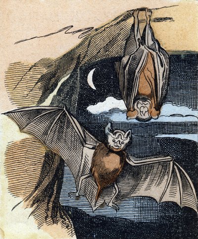 Fledermaus. Gravur in "Buffon Alphabet des Oiseaux n 1" von French School