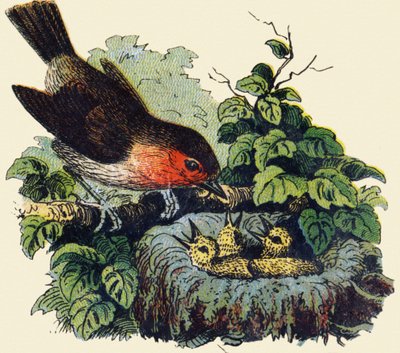 Vogel und Küken im Nest von French School