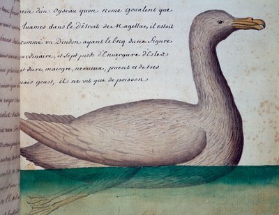 Vogel namens Goualent, Magellanstraße, aus dem Logbuch von Jacques Gouin de Beauchesne von French School