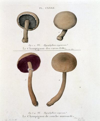 Brauner Schichtpilz - in „Traité des champignons“ von Jean Jacques Paulet, Ende des 18. Jahrhunderts von French School