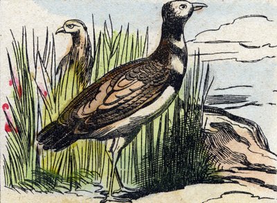 Trappe. Gravur in "Buffon Alphabet des Oiseaux n 1" von French School