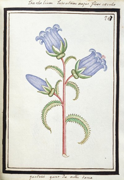 Campanula Trachelium, ca. 1700 von French School
