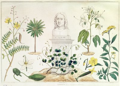 Carl von Linné (1707-78) umgeben von einigen der Pflanzen, die er klassifizierte (Farbstich) von French School