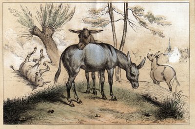 Beschreibung der verschiedenen Produkte und Verwendungen des Esels: Zwei Esel in einem. Detail der Tafel „Der Esel und seine Produkte“ in „Les Recreations instructives“, Synoptisches Gemälde von Jules Delbruck, Gravur von 1860. Private Sammlung von French School