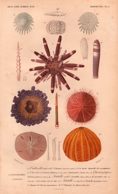 Verschiedene Arten bunter Seeigel und ihre Stacheln, aus Charles d
