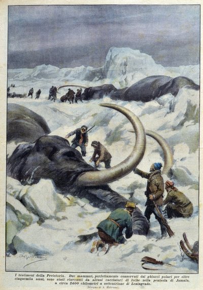 Entdeckung prähistorischer Mammuts im Polareis, Anfang 20. Jahrhundert von French School