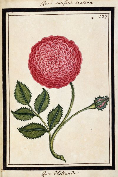 Niederländische Rose, ca. 1700 von French School
