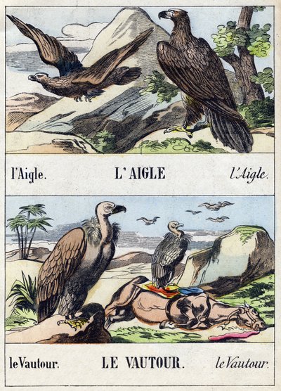 Adler und Geier. Gravur in "Buffon Alphabet des Oiseaux n 1" von French School