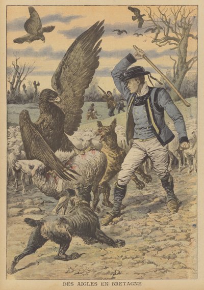 Adler greifen eine Schafherde in der Bretagne an von French School