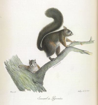 Eichhörnchen der Pyrenäen, aus Histoire Naturelle des Mammifères von French School