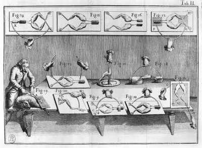 Experiment an Fröschen, Illustration aus De viribus electricitatis in motu muscumari von French School
