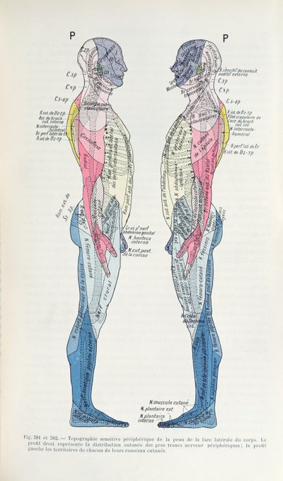 Das Nervensystem, aus Semiologie des Affections du System Nerveux von J. Dejerine, 1914 von French School