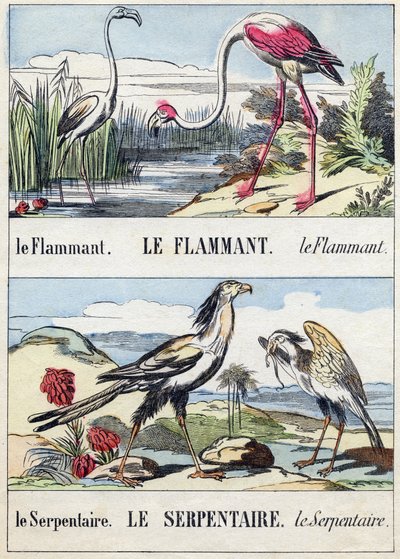 Flamingo und Schlange. Gravur in "Buffon Alphabet des Oiseaux n 2" von French School