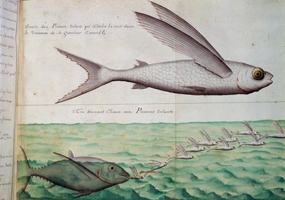 Fliegende Fische und Thunfische, die fliegende Fische jagen, Wendekreis des Krebses, Aquarell aus dem Logbuch von Jacques Gouin de Beauchesne (1652-1730), Kapitän der Compagnie royale de la Mer du Sud, von 1698 bis 1701, Frankreich von French School
