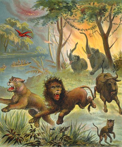 Waldbrand in Afrika von French School