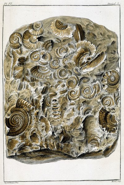 Fossilien von Muscheln, „Was bei Tieren und Mineralien am interessantesten und kuriosesten ist, um als Intelligenz für die allgemeine Geschichte der drei Reiche der Natur zu dienen“ von Buchoz, spätes 18. Jahrhundert. von French School