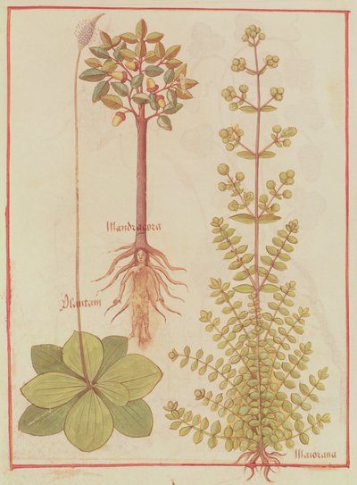 Fr 12322 f.180v Wegerich, Majoran und Alraune, aus Livre des Simples Medecines, ca. 1520-30 von French School