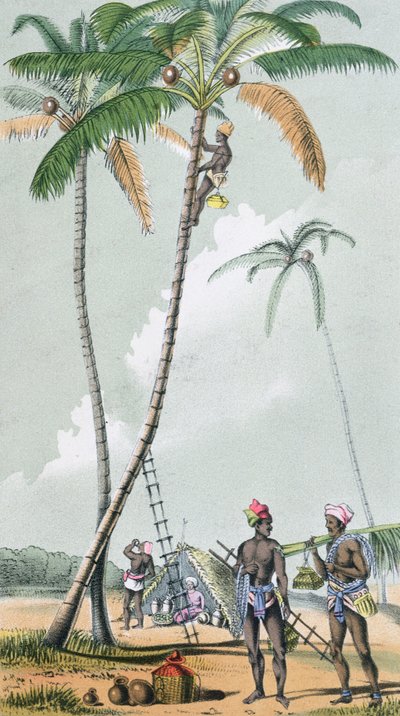 Kokosnüsse sammeln zur Herstellung von Toddy in Indien von French School