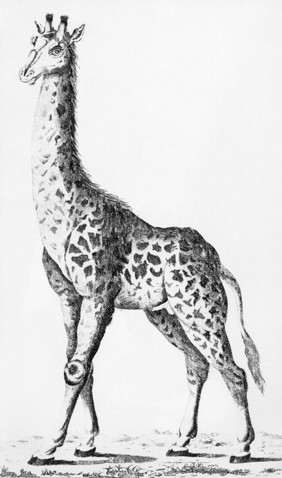 Giraffe, zurückgebracht von Herrn Levaillant bei Reisen in Afrika, Illustration aus Observations sur la Physique, sur l