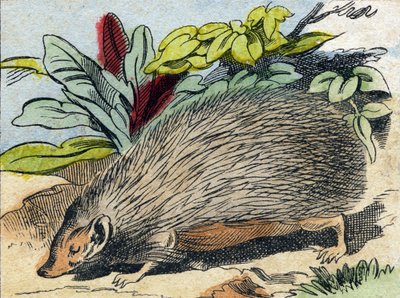 Igel. Gravur in "Buffon Alphabet des Animaux" von French School