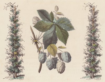 Hopfen für die Bierherstellung von French School