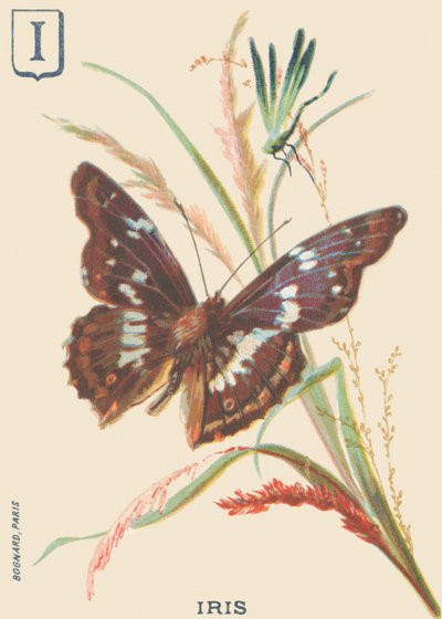 I: Iris (Apatura iris oder Großer Schillerfalter) von French School