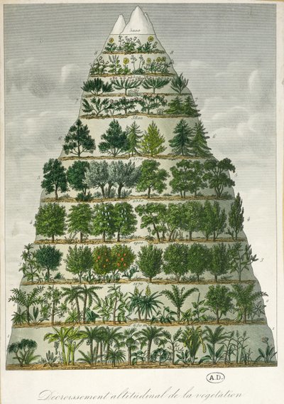 Illustration der verschiedenen Vegetationstypen in unterschiedlichen Höhenlagen von French School