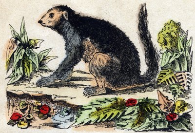 Indri (Lemur). Gravur in "Alphabet des animaux sauvages". 9. Serie. Bilder von Epinal, Pellerin, Drucker-Verleger, um 1870. Holzschnitte, schabloniert. 16 Seiten. Dim: 20 x 15 cm. Private Sammlung. von French School