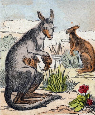 Känguru. Gravur in "Buffon Alphabet des Animaux" von French School