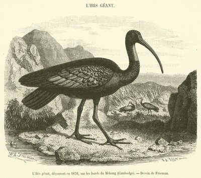 Der Riesige Ibis, entdeckt 1876 am Mekong-Ufer, Kambodscha von French School